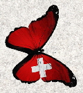 Schmetterling13